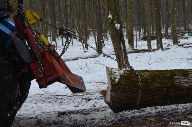 Жнива у зимовому лісі: як на Волині заготовляють деревину. ФОТО