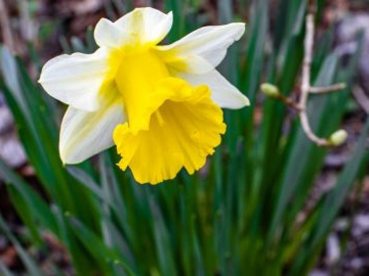 Якою буде погода у Луцьку та на Волині 19 квітня