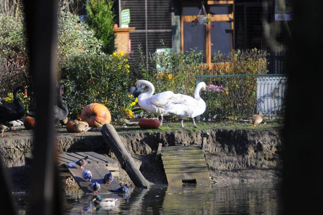 Мешканці Луцького зоопарку – в очікуванні зими. ФОТО