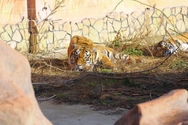 Мешканці Луцького зоопарку – в очікуванні зими. ФОТО