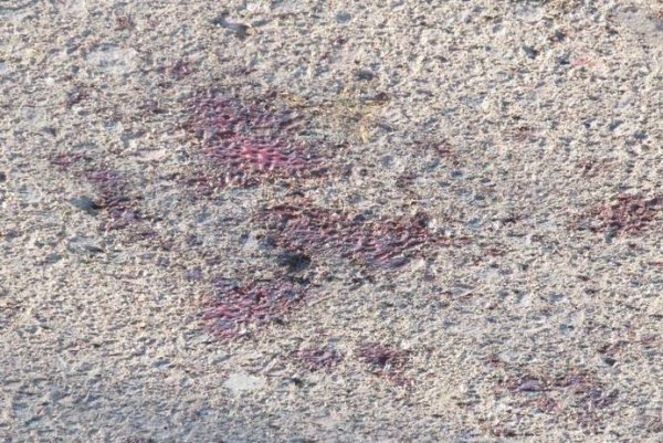 Біля Луцька підірвалося авто з водієм. ФОТО