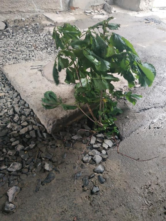 В яму ногою провалилася дитина: у місті на Волині – небезпечні люки. ФОТО