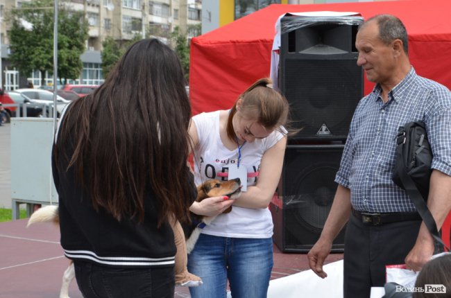 Фестиваль «Мокрі носики» біля луцького «Променя»: як безпритульним пухнастикам шукали дім. ФОТО
