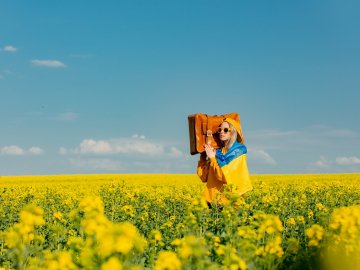 Добрі новини від ВолиньPost за 12 липня