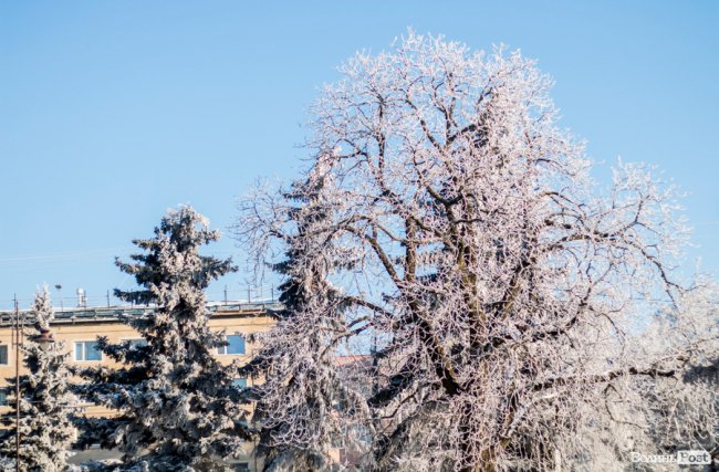 Луцьк – у кришталевій паморозі: казкові світлини різдвяного ранку. ФОТО