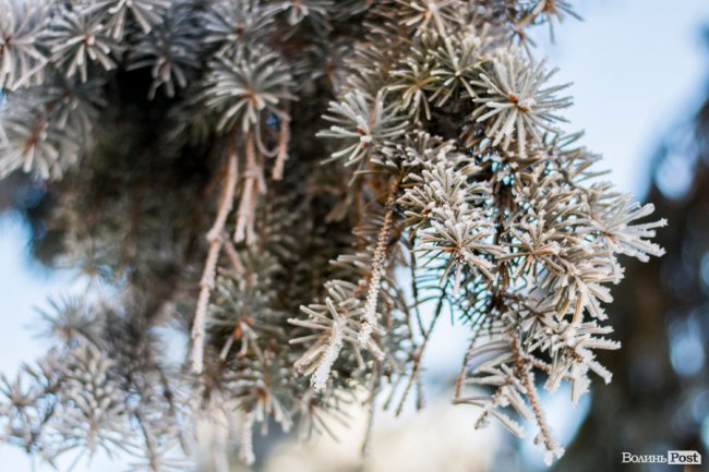 Луцьк – у кришталевій паморозі: казкові світлини різдвяного ранку. ФОТО