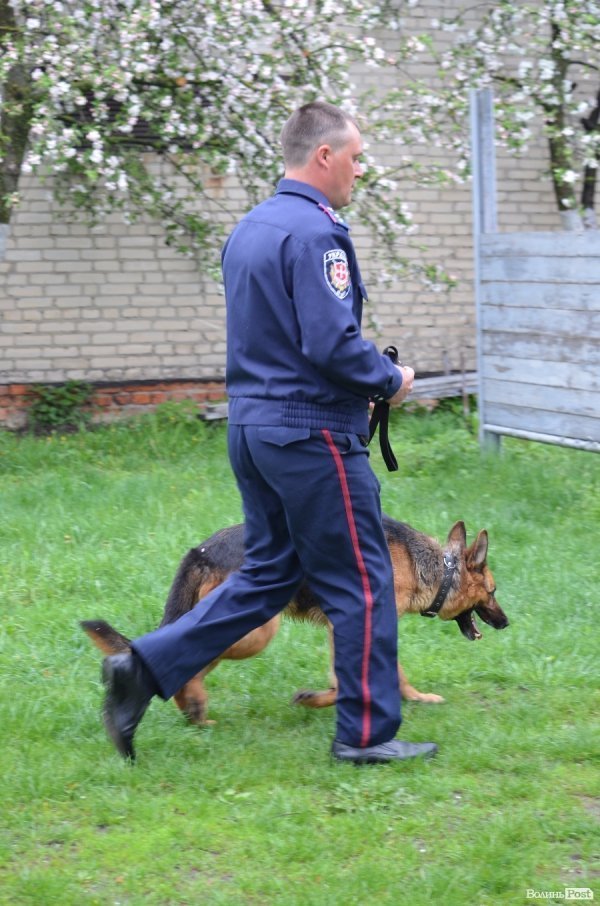 Як живуть та тренуються службові собаки. ФОТО