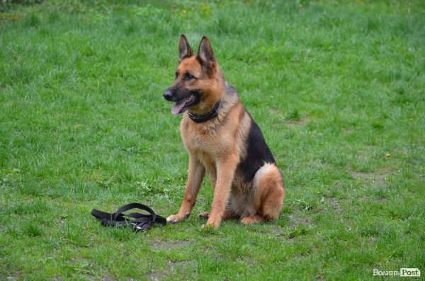 Як живуть та тренуються службові собаки. ФОТО