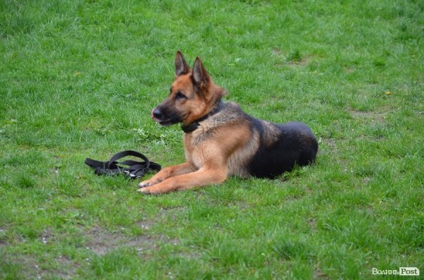 Як живуть та тренуються службові собаки. ФОТО