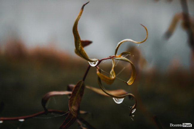 Туманний Луцьк: неймовірні фото 