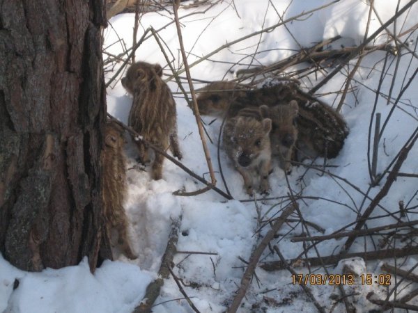 Ліси Волині засипані снігом на понад півметра. ФОТО