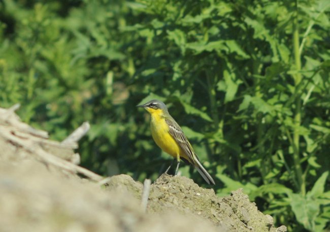 Грайливі жовті пташки позували для волинського фотографа