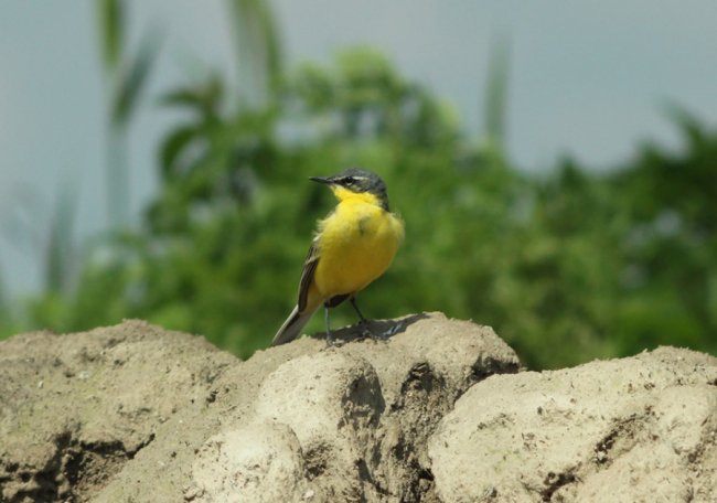 Грайливі жовті пташки позували для волинського фотографа