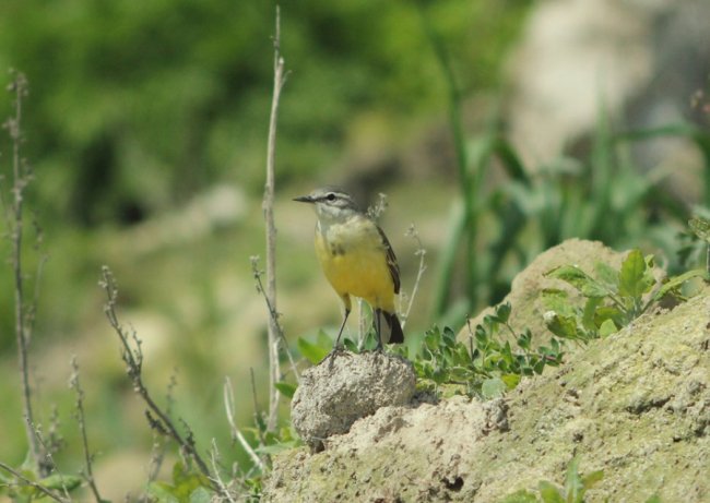 Грайливі жовті пташки позували для волинського фотографа