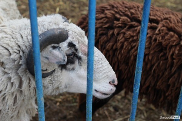 У Луцьку відкрили оновлений зоопарк. ФОТО 