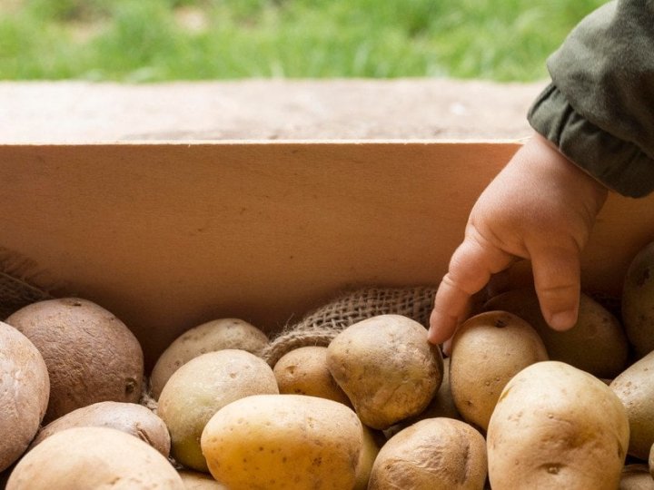 В Україні почали знижуватися ціни на картоплю