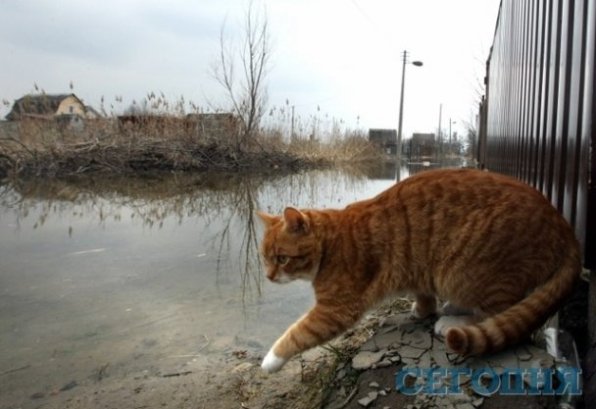 Під Києвом ‒ велика вода. ФОТО