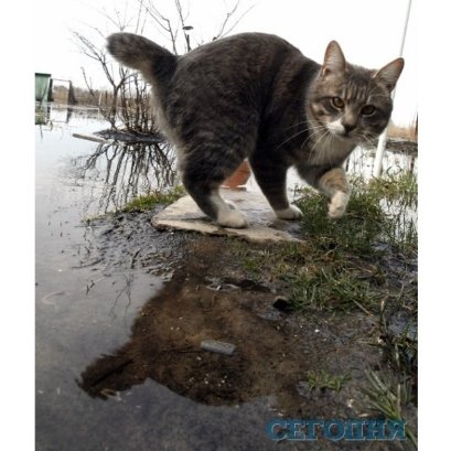 Під Києвом ‒ велика вода. ФОТО