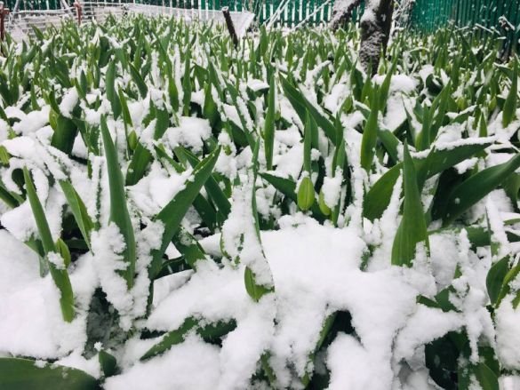 Зима посеред весни: Україну засипало снігом. ФОТО. ВІДЕО