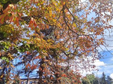 У Луцьку масово всихають дерева: чим вони хворіють і як їх будуть лікувати