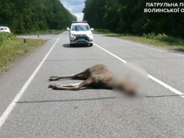 На Волині бус збив лося. ФОТО 18+