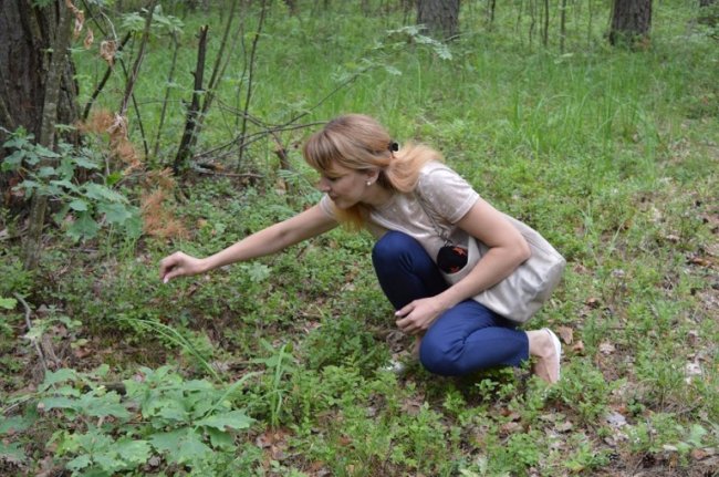 Рекордного збору чорниці на Волині не чекають