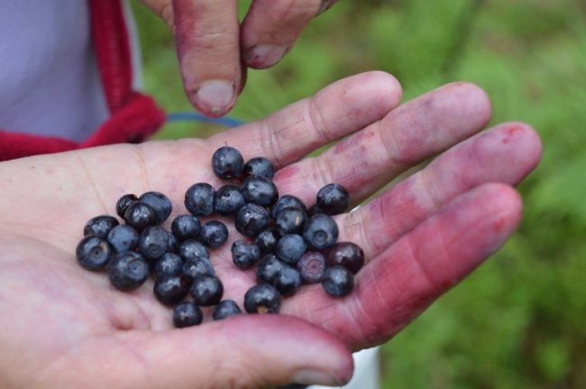 Рекордного збору чорниці на Волині не чекають