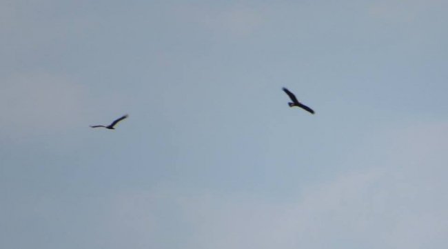 Черепахи, лебеді, лелеки: краса Цуманської пущі. ФОТО