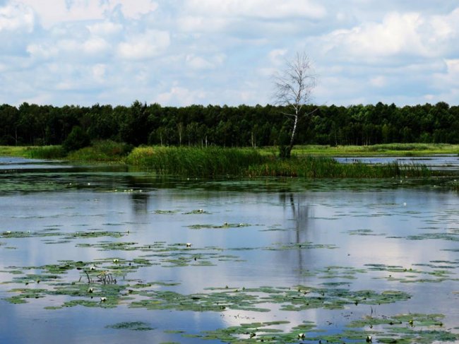 Черепахи, лебеді, лелеки: краса Цуманської пущі. ФОТО