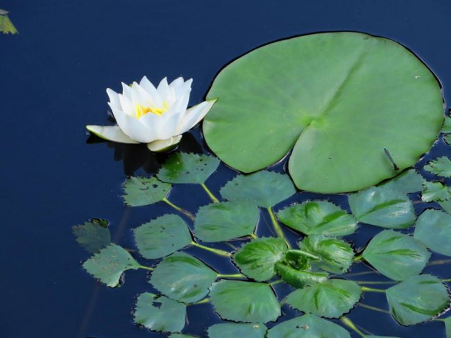 Черепахи, лебеді, лелеки: краса Цуманської пущі. ФОТО