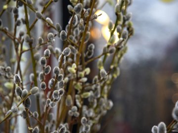 Вербна неділя: що можна і заборонено робити в цей день