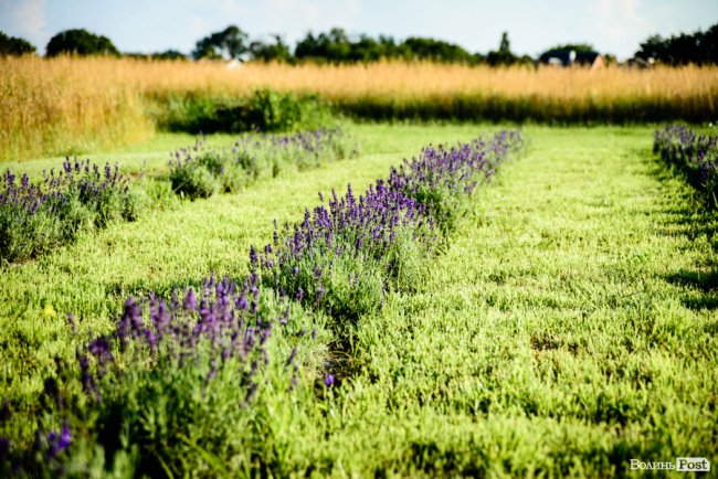 «Це – наша третя дитина»: на Волині подружжя створило лавандову плантацію. ФОТО