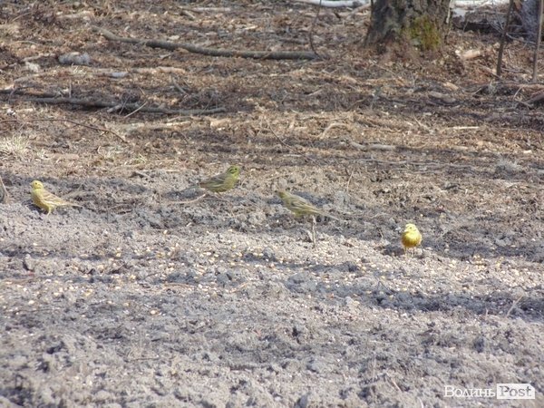 В лісі на Волині знайшли рештки зубра. ФОТО