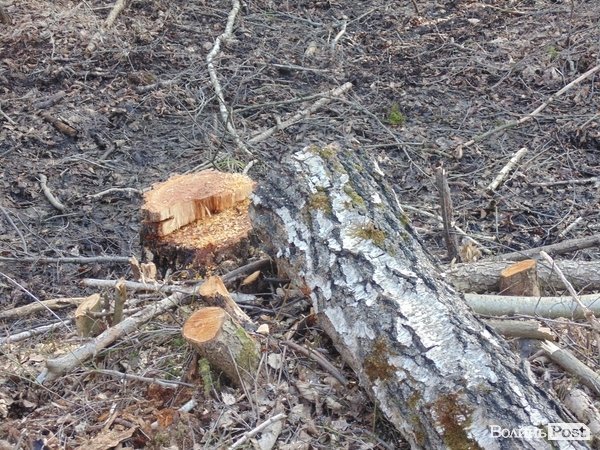 В лісі на Волині знайшли рештки зубра. ФОТО