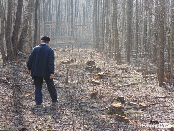 На території заготовляють деревину