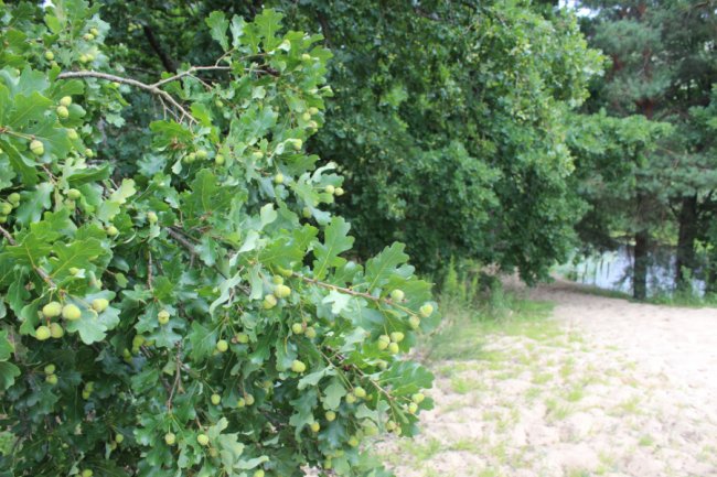 На Волині школярі збирають ласощі для диких тварин