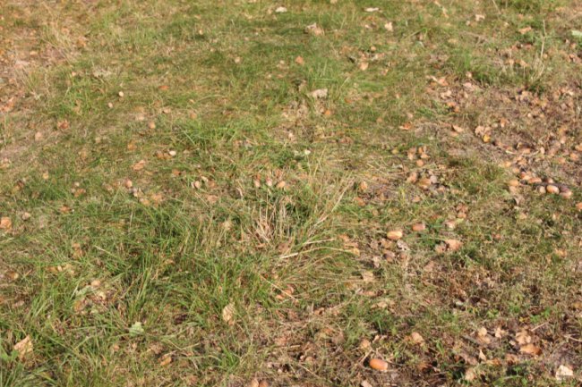 На Волині школярі збирають ласощі для диких тварин