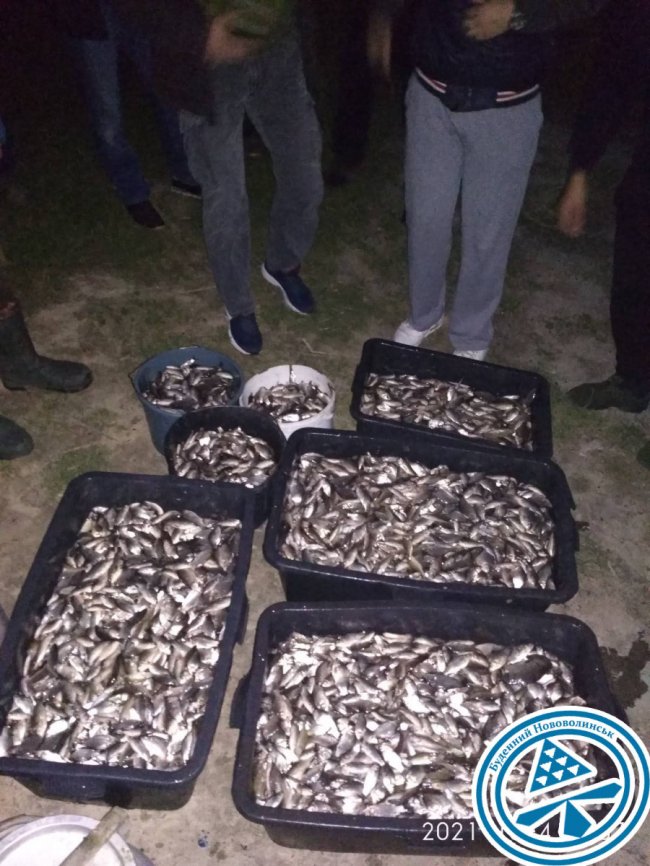 300 кг карася випустили нововолинські рибалки у місцеву водойму.ФОТО