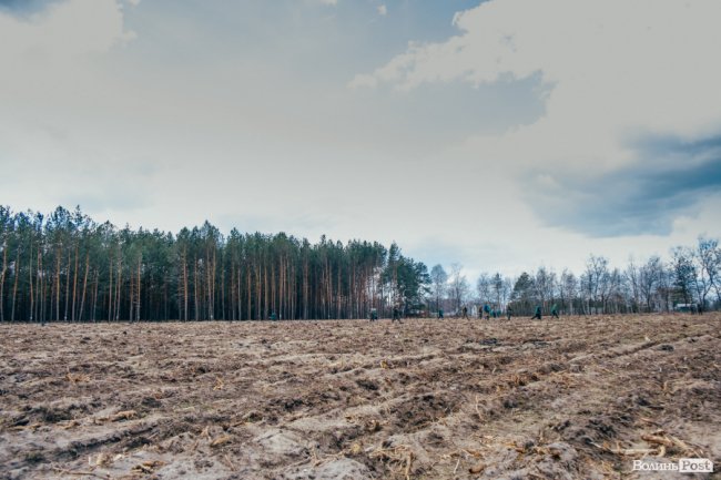 Інноваційні ідеї від молоді і гектари нових дерев: як на Волині відзначили Міжнародний день лісів