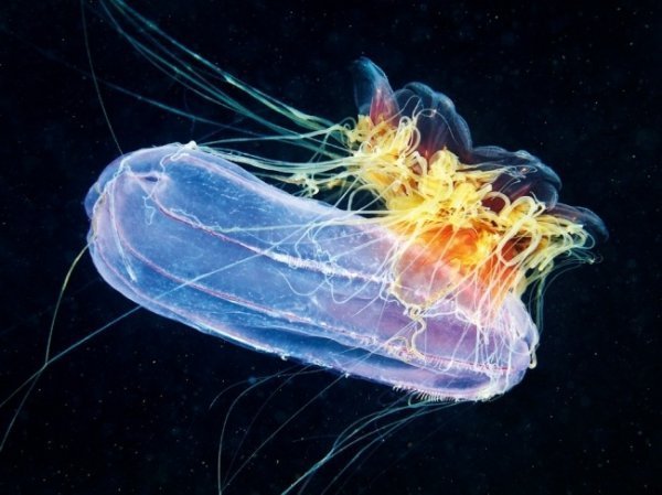 Цианея і гребневик, Біле море