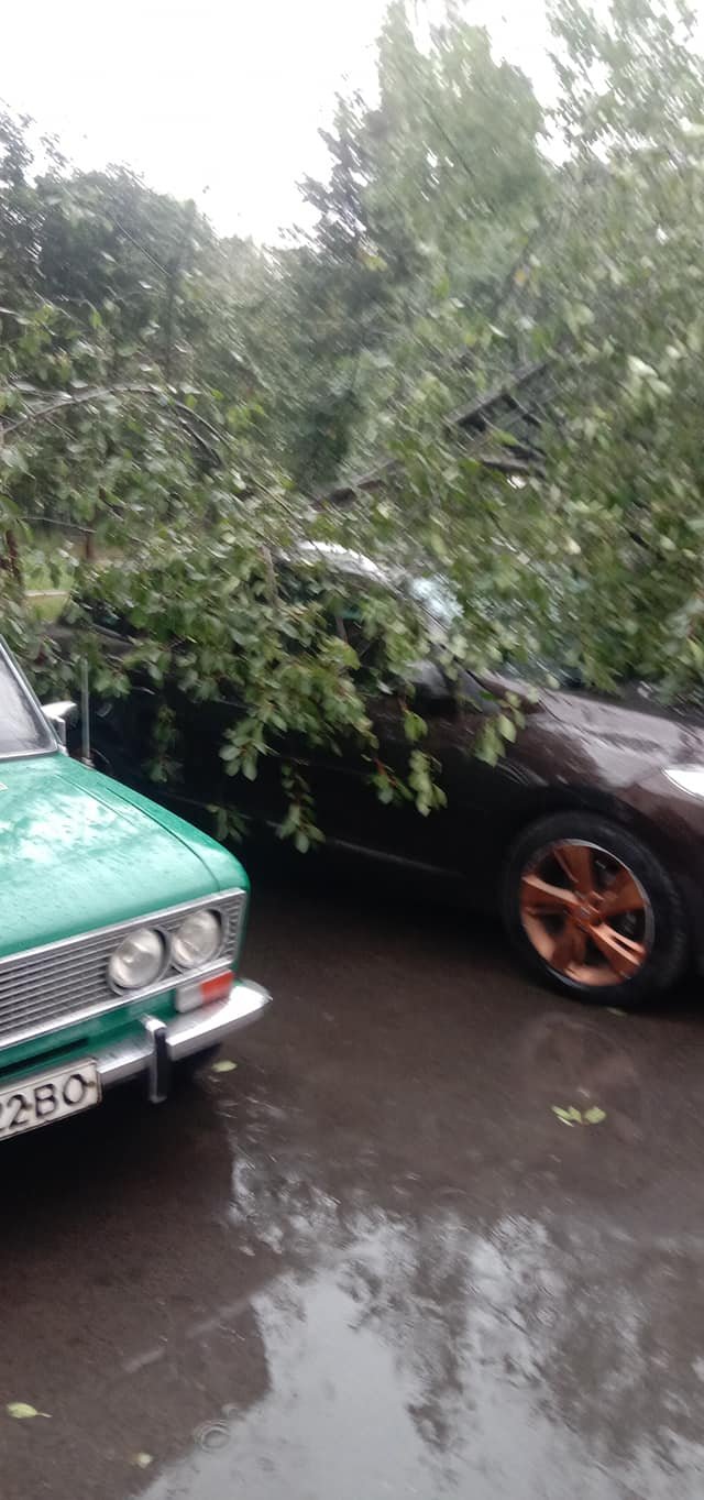 У Луцьку через негоду дерево впало на припарковану автівку