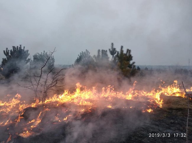 На Ківерцівщині люди спалили молодий ліс. ФОТО