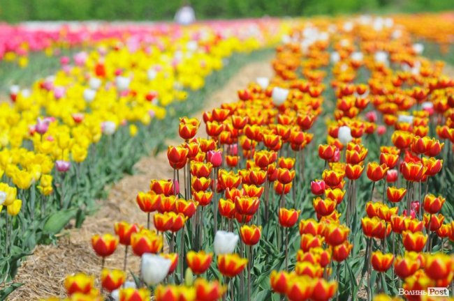 Затяжні великодні вихідні: куди піти у Луцьку 26 квітня – 1 травня