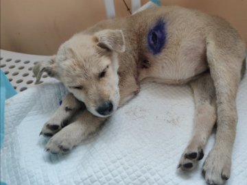 У Луцьку п'яні чоловіки познущались над цуценям. ФОТО