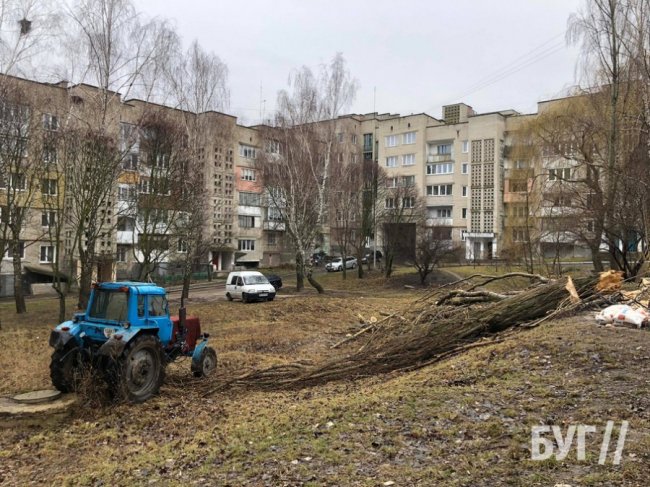 На Волині вітер повалив дерево, що пошкодило автівку. ФОТО