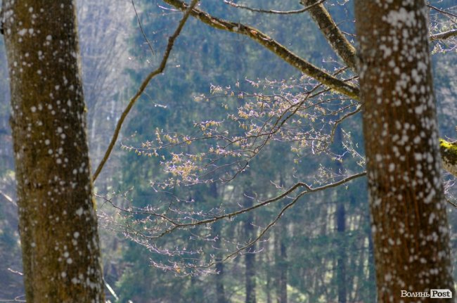 Діти переселенців Криму і Донбасу відвідали «Маленьку Швейцарію». ФОТО