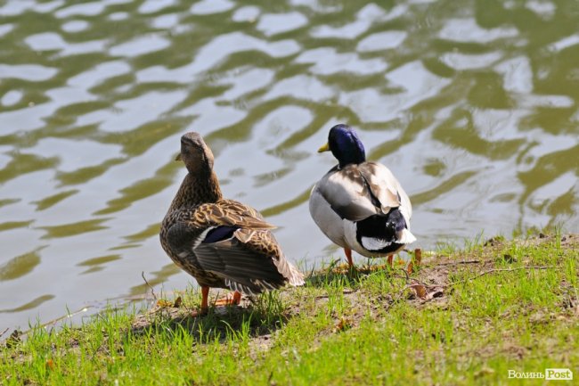 Діти переселенців Криму і Донбасу відвідали «Маленьку Швейцарію». ФОТО