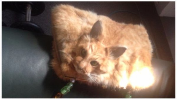 У Новій Зеландії продали сумку-опудало кота. ФОТО