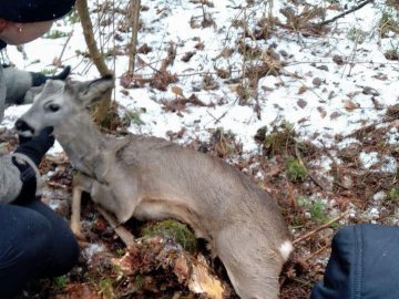 Волинські муніципали шукали зниклого чоловіка, а знайшли козлика в капкані. ФОТО