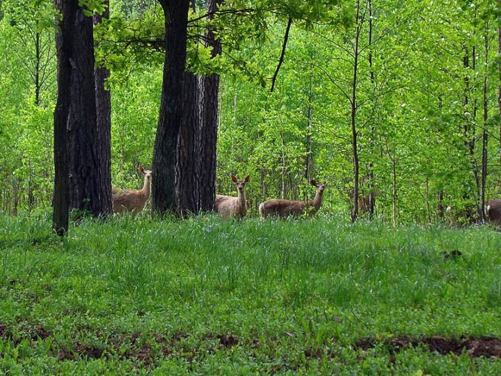Волинянин самовільно захопив землю в Ківерцівському нацпарку й отримав штраф